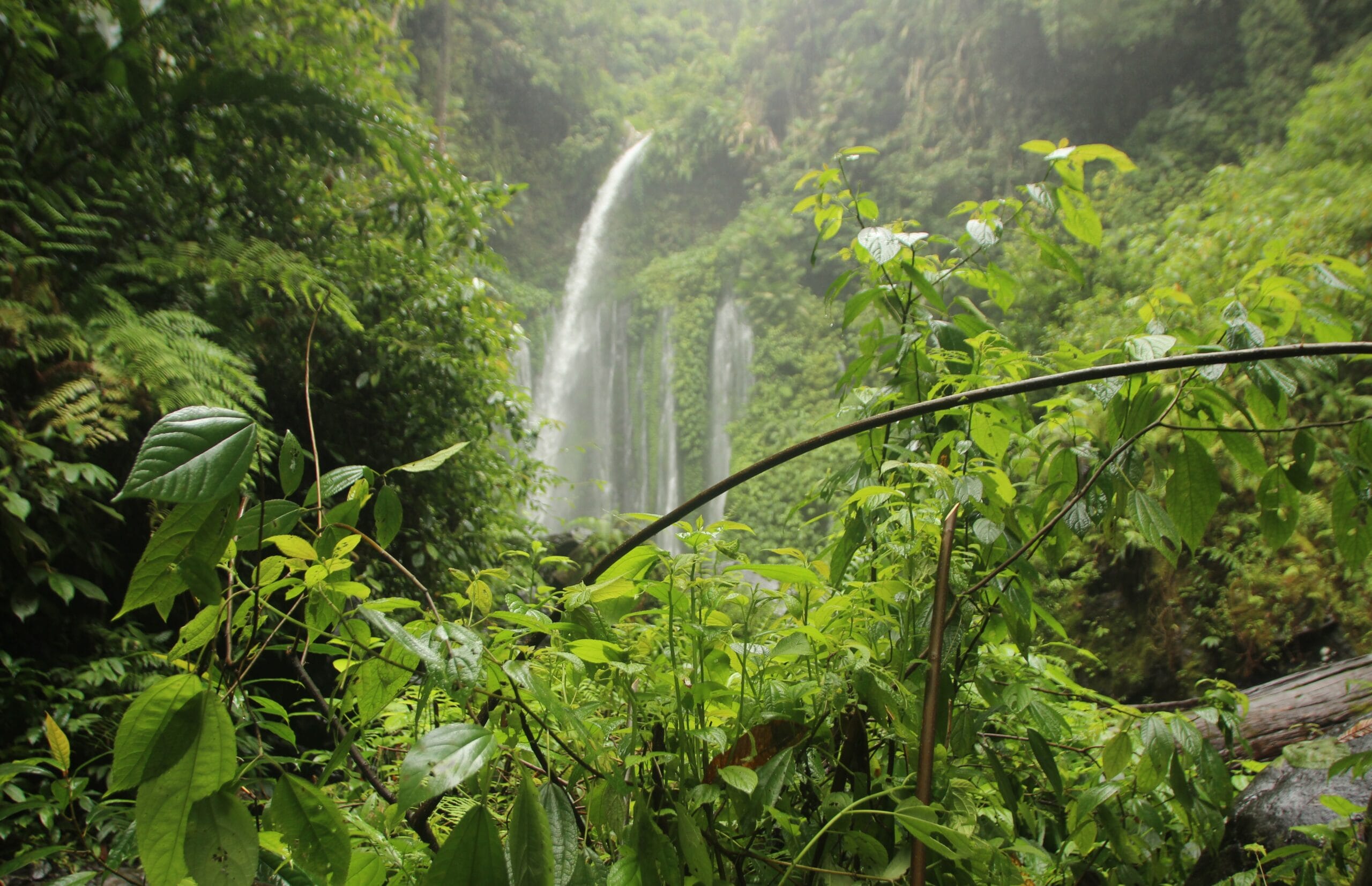 Trekking at Sinharaja Forest