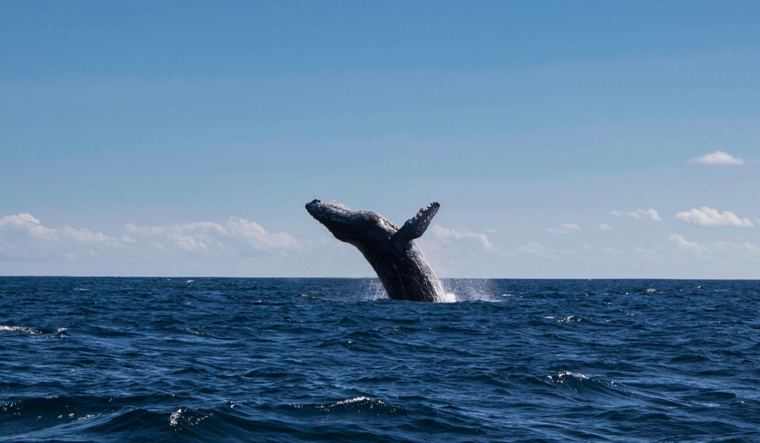 Mirissa Whale Watching Tour with Mahaweli