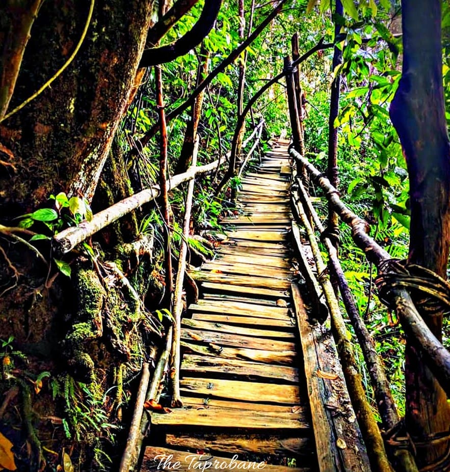 Kanneliya Forest in the Galle District