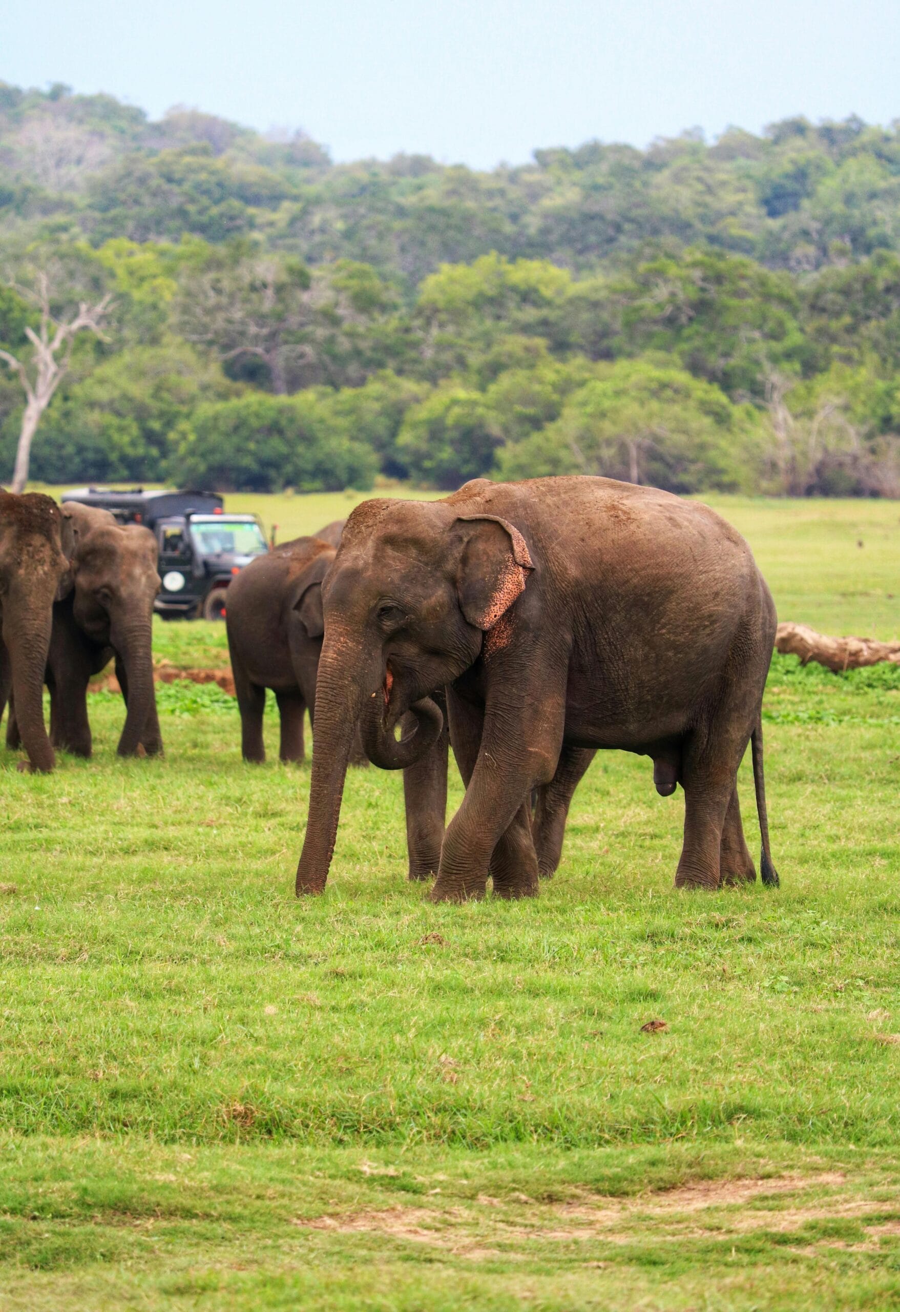 Kaudulla National Park in Sri Lanka