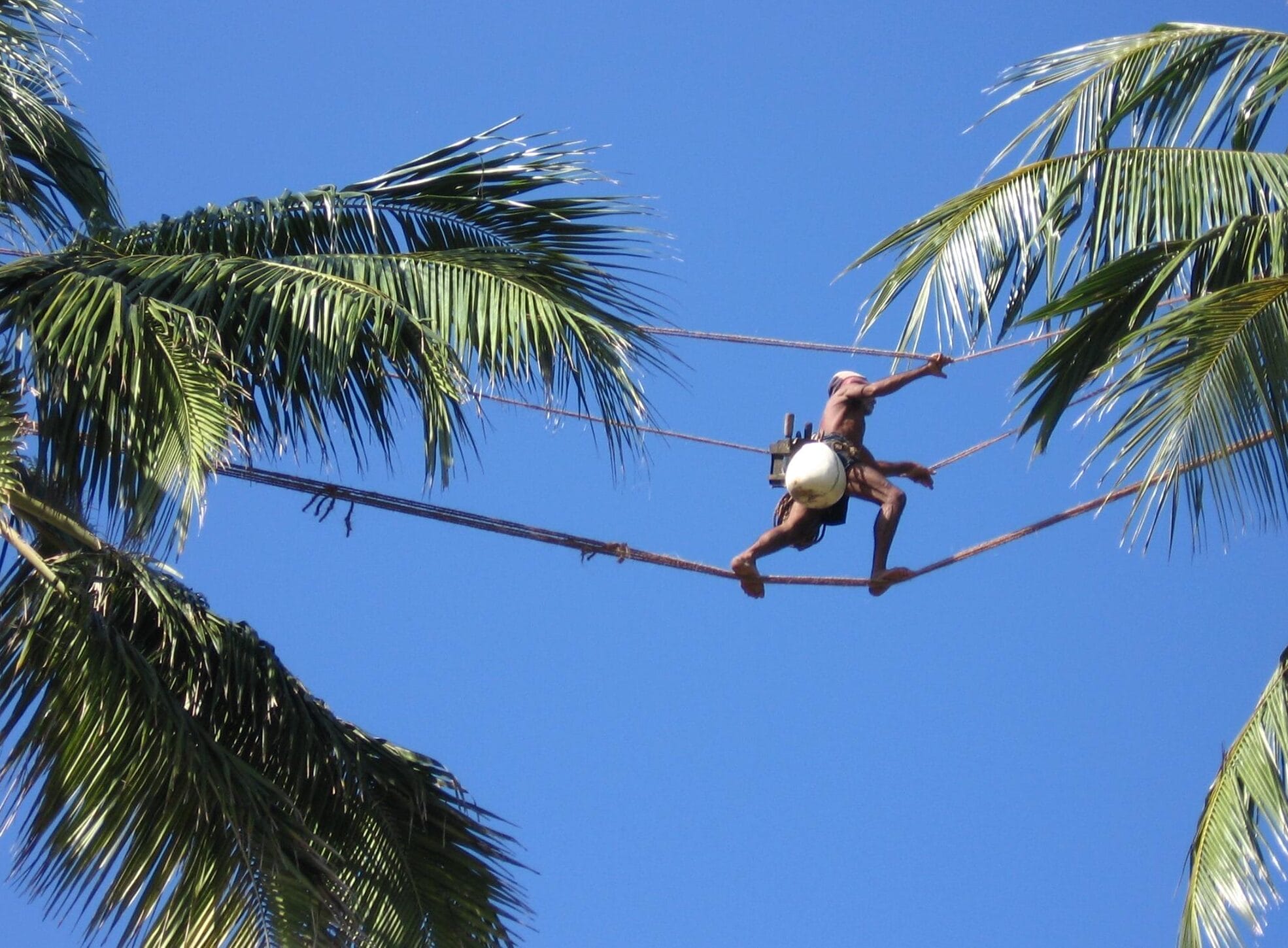 Toddy Tapping in Sri Lanka