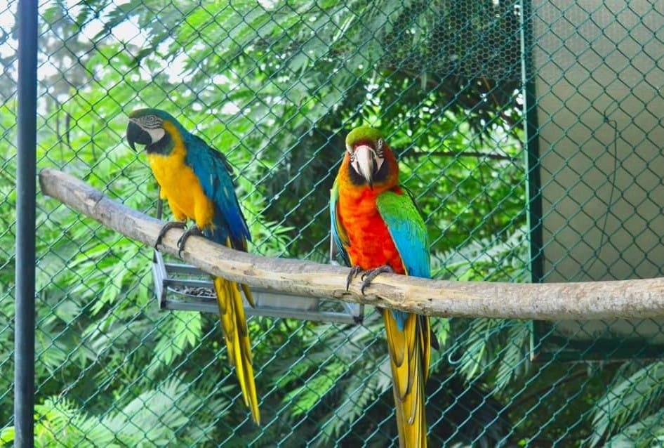 Hanthana Bird Park: A Fabulous Place for Bird Lovers
