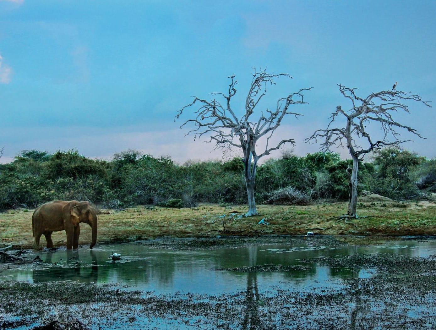 Discovering the Beauty of Bundala National Park in Sri Lanka