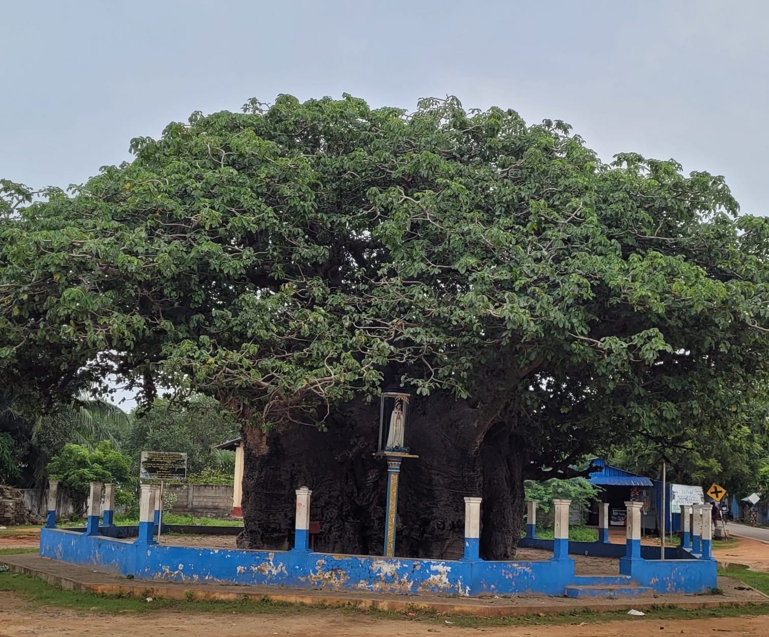 Baobab Tree in Mannar: Guardians of Time