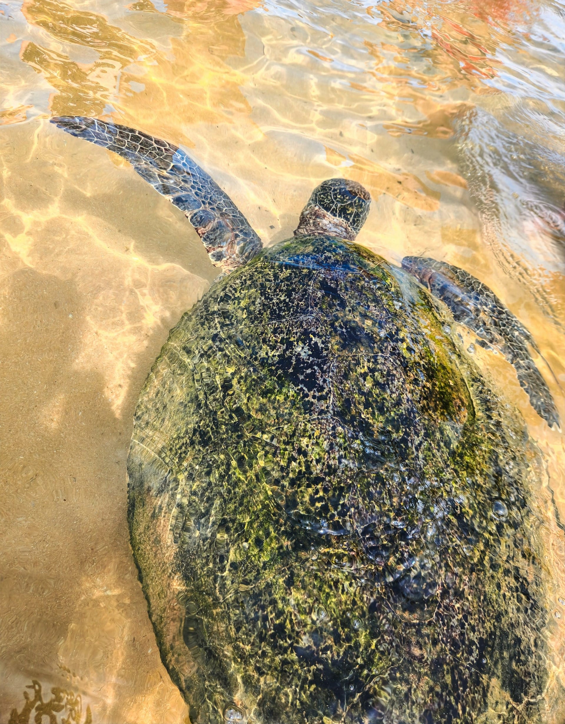 Preserving Paradise: A Journey to the Kosgoda Turtle Conservation Centre