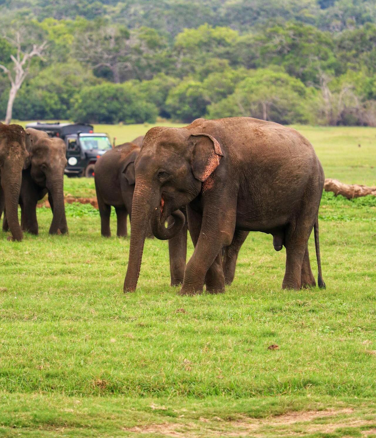 Lunugamvehera National Park: Your Ultimate Guide to Sri Lanka’s Hidden Wildlife Gem