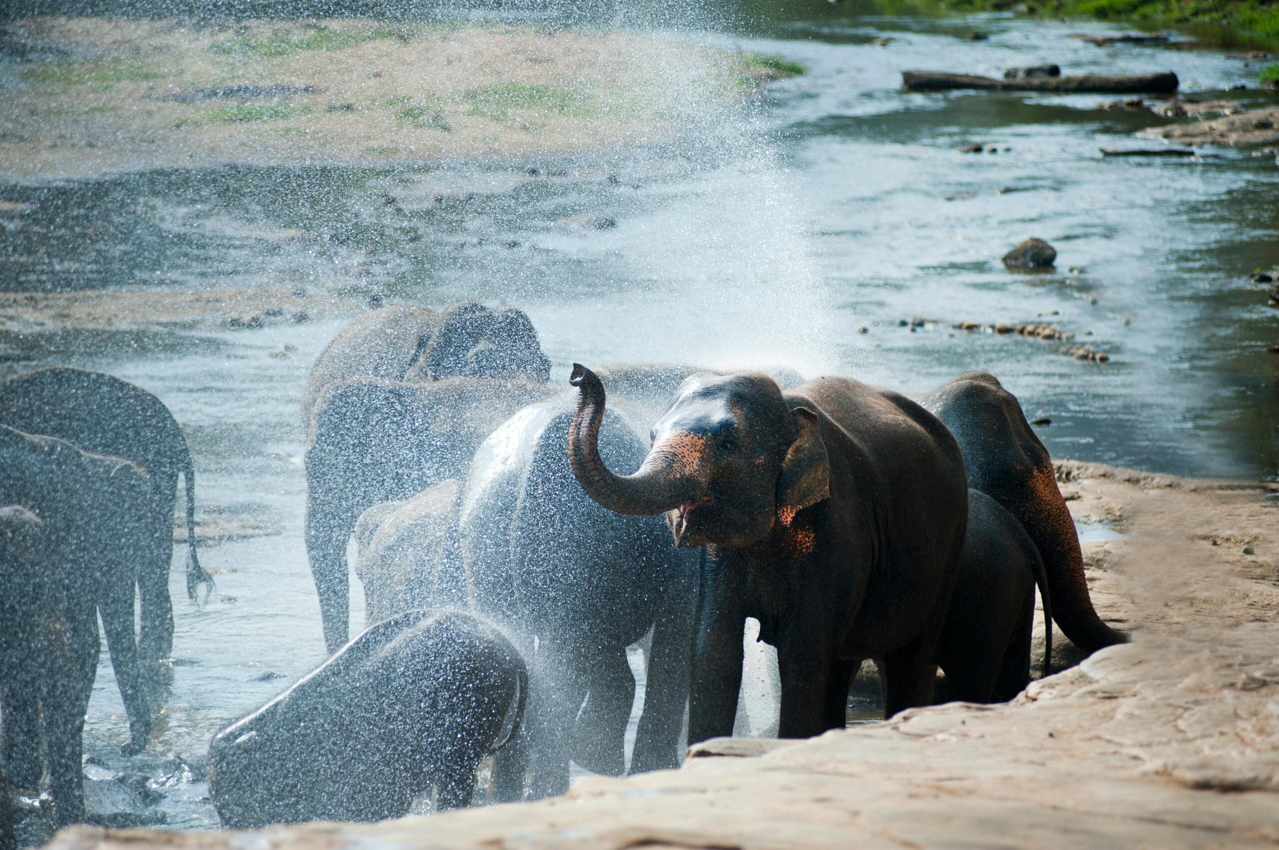 Pinnawala Elephant Orphanage