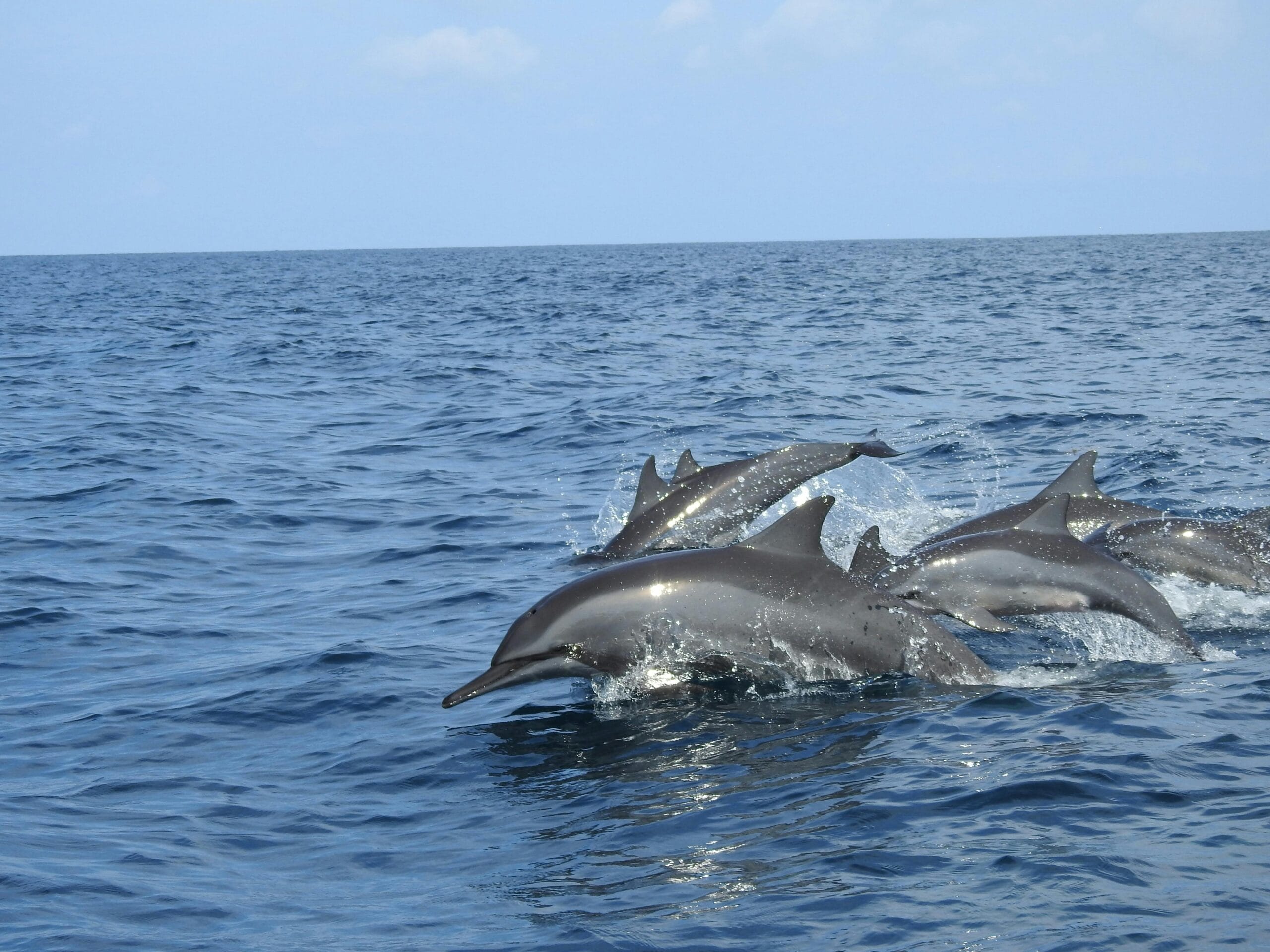 Whale and Dolphin Watching in Trincomalee