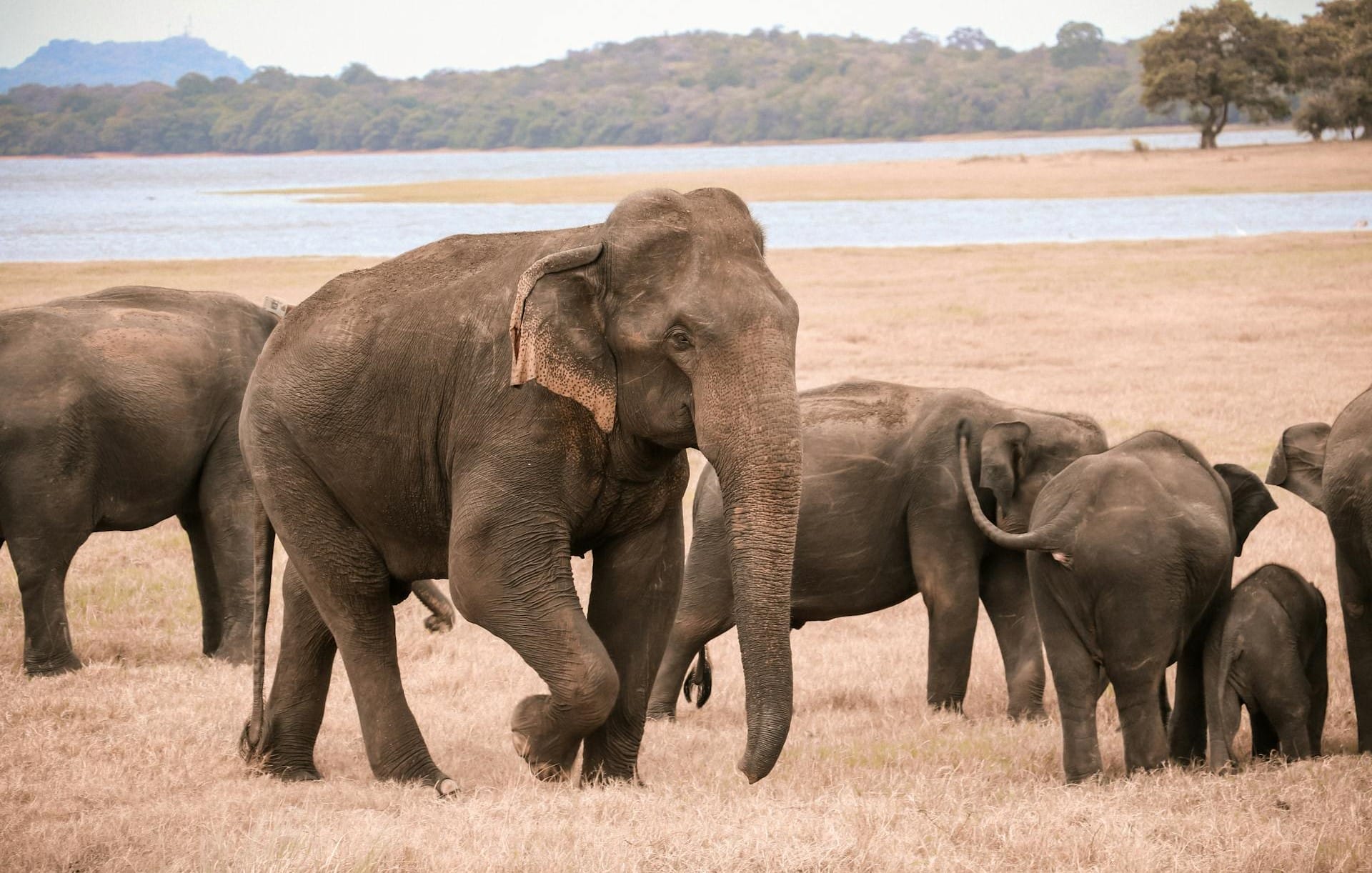 Minneriya National Park in Sri Lanka