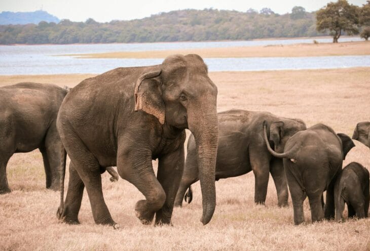 Elephant-Group-Sri-Lanka