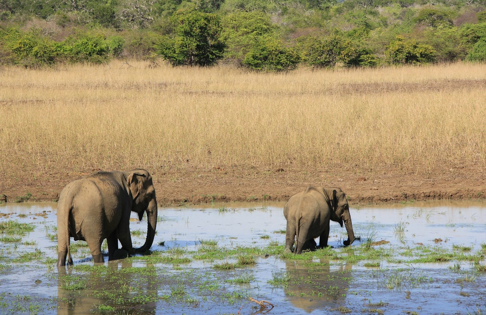 Safari Tour at Yala National Park