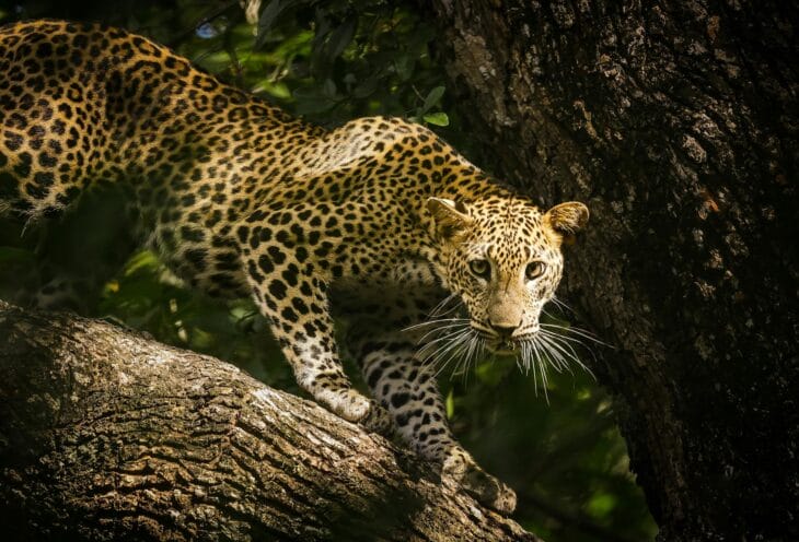 Leopard-Sri-Lanka