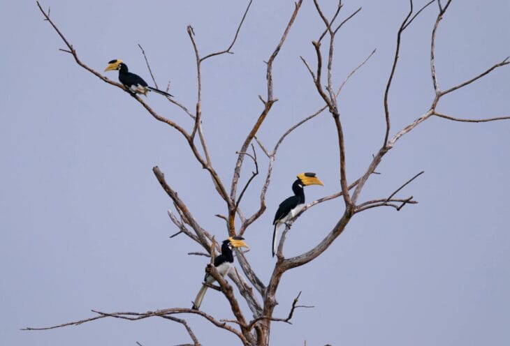 Lovely-Birds-Sri-Lanka
