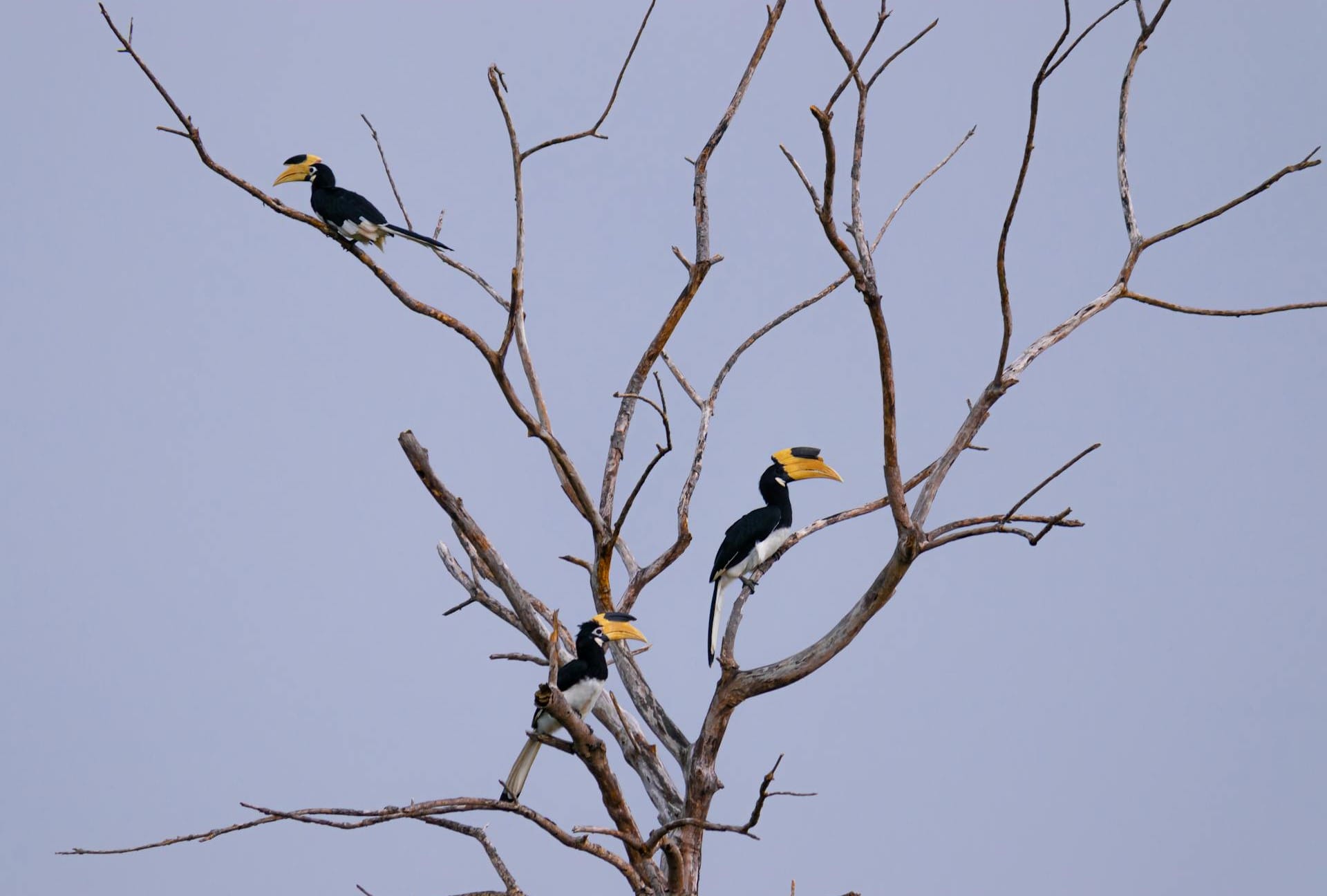 Safari Tour at Kumana National Park- Your best tropical dream!