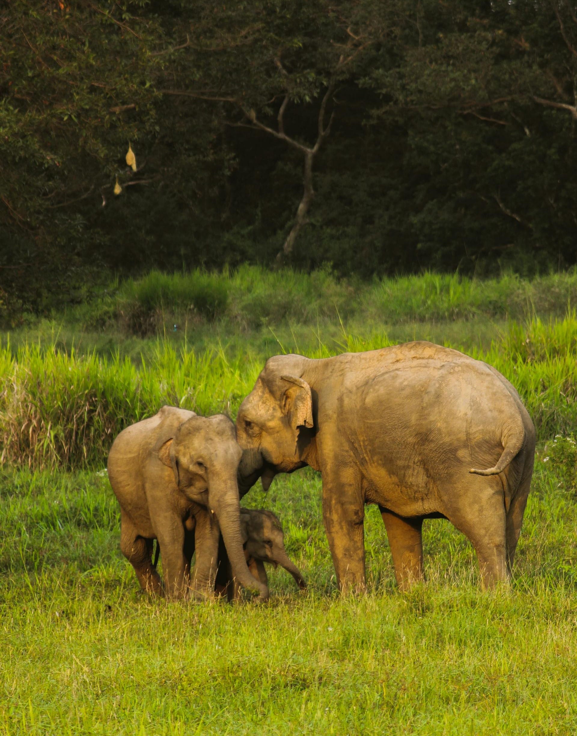 Hurulu Eco Park: Discovering Sri Lanka’s Natural Wonder and Rich Wildlife and Culture