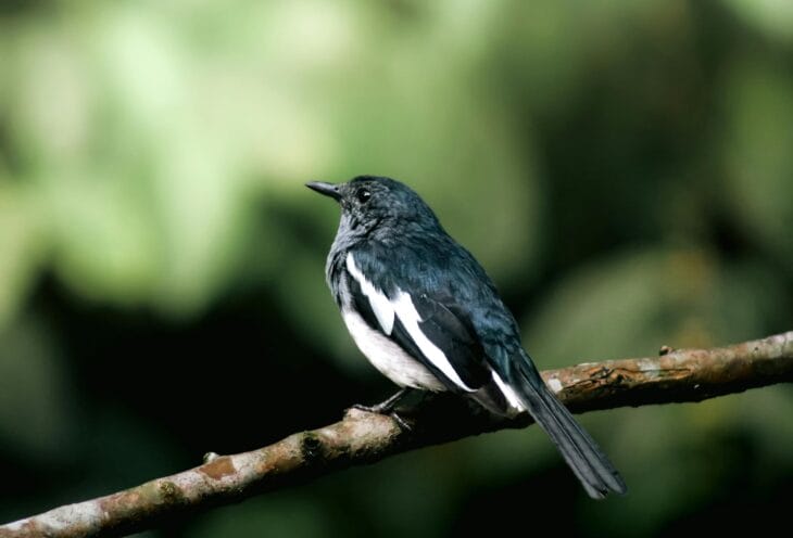Nature-Sri-Lanka