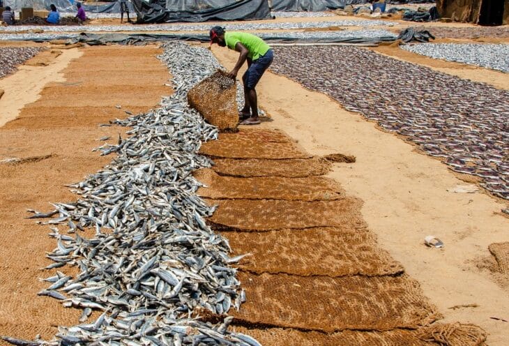 Negombo-Fish-Market-1