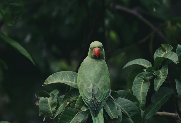 Parrot-Sri-Lanka