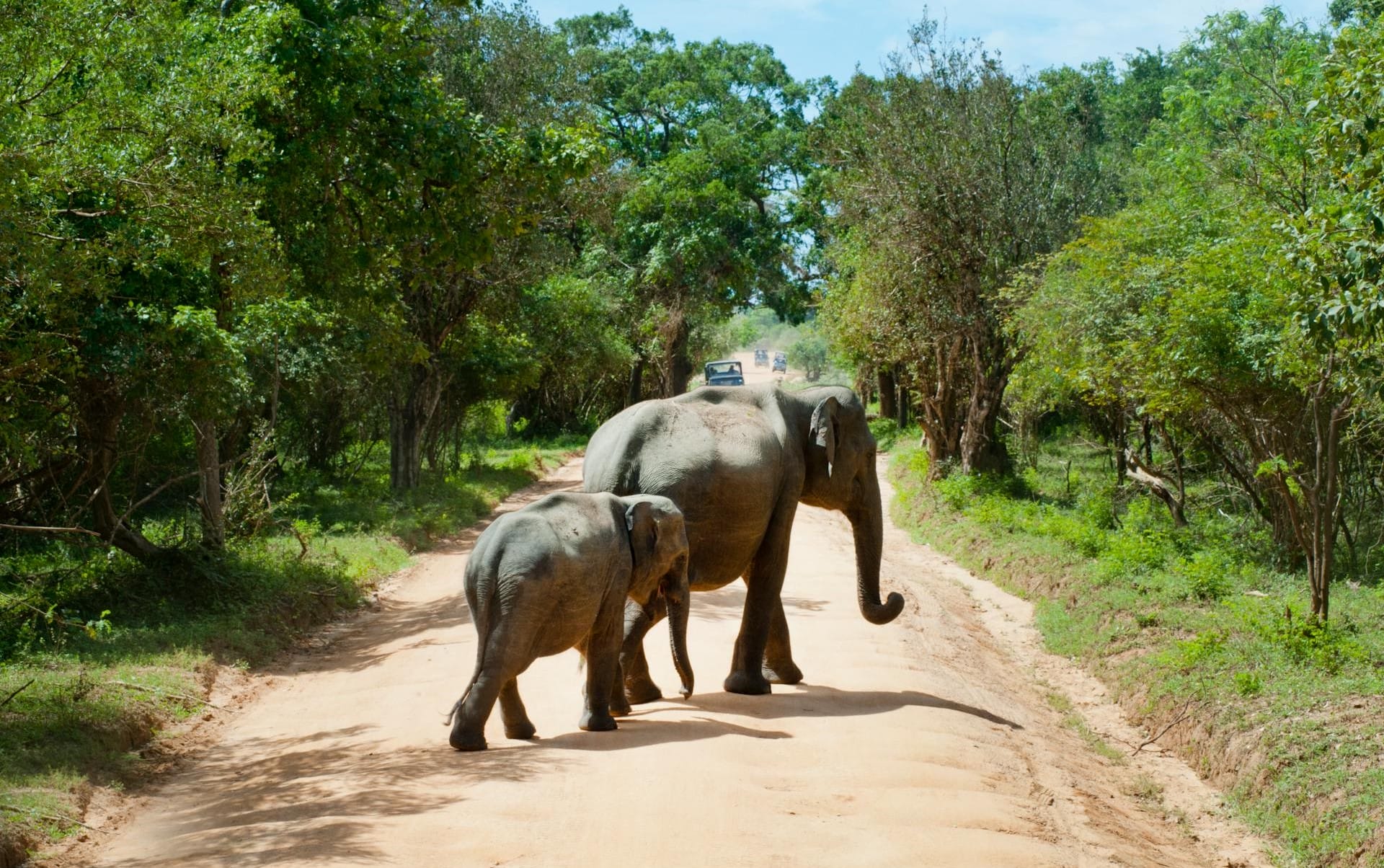 Wasgamuwa Safari Tour with Mahaweli.lk