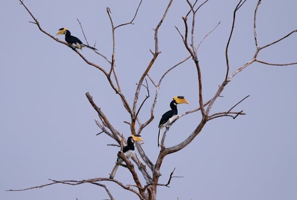 Sri-Lanka-Birdwatching-Places