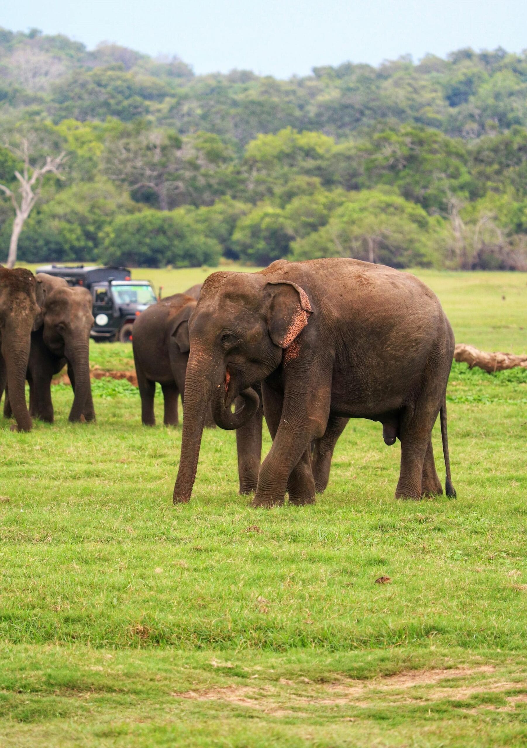 Elephant Transit Home in Udawalawa