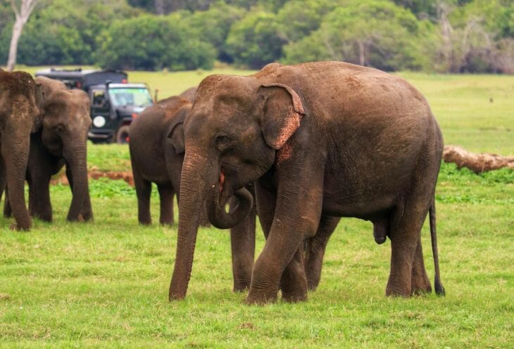 Wildlife-Safari-Sri-Lanka