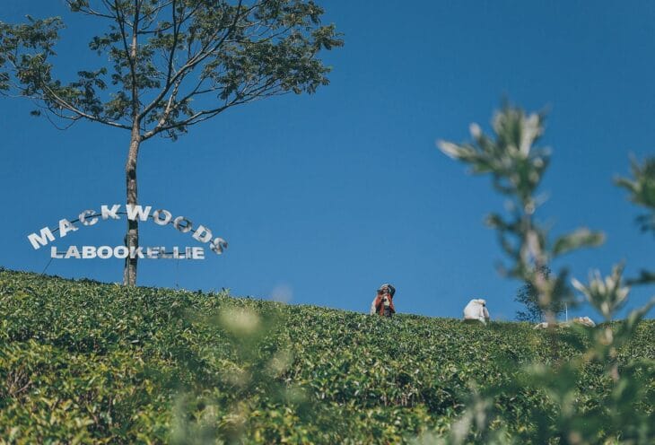 Tea-Plantation-Nuwara-Eliya