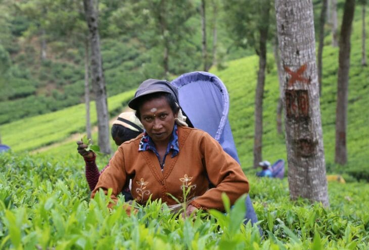 Tea-Plucker-Sri-Lanka