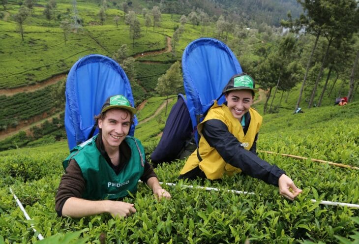 Tea-Plucking-Nuwara-Eliya